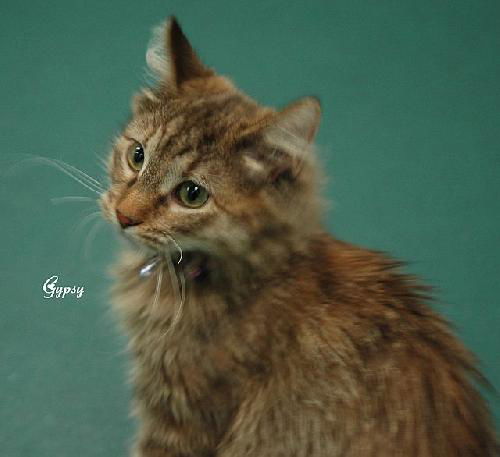 Gypsy