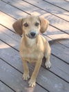 Kooper