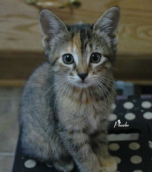 Phoebe