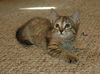Phoebe