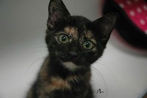 Piper