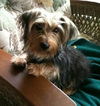 Lilly