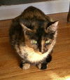 Josie