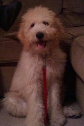 Gus