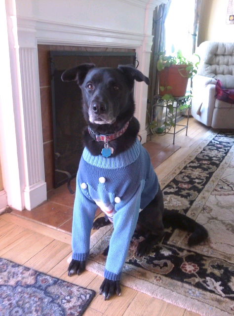 Dodger