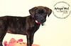 Carob