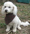 Snowball