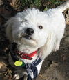 Snowball