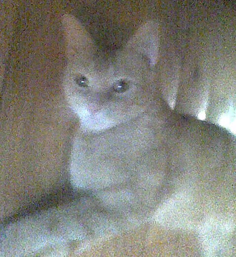 Rosie
