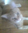 Rosie