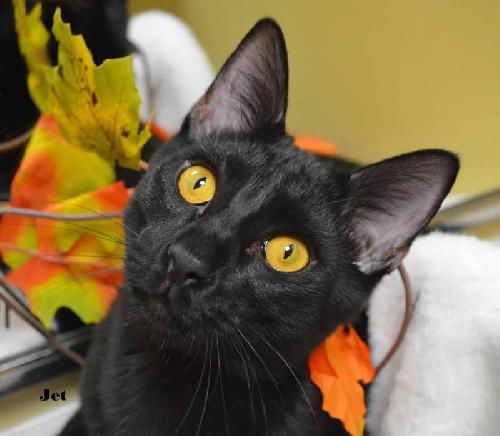 Jet