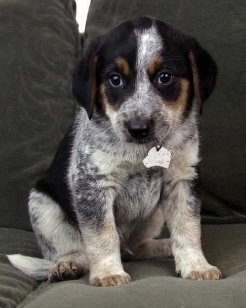 Jax