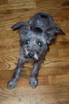 Hildy