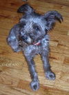 Hildy