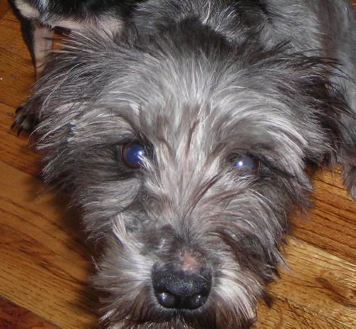 Hildy