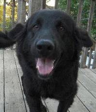 Rex