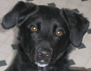 Duke