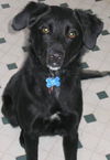 Duke