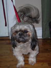 Little Bear