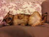 Roxie