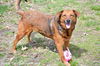 Roxie