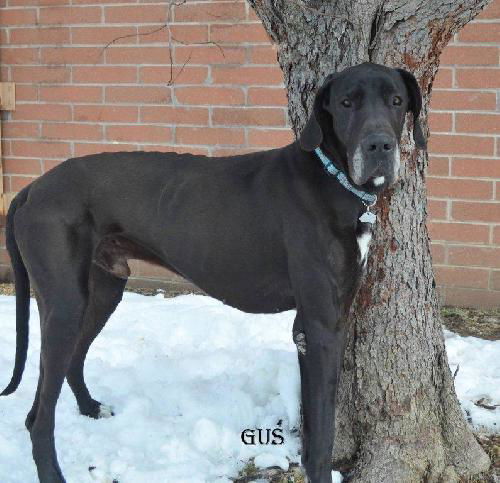 Gus