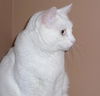 Sid