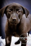 Darcy (Raven)