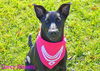 Darcy (Raven)