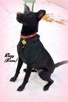 Darcy (Raven)