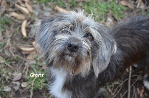 Grover