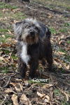 Grover