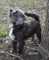 Grover