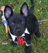 Elroy