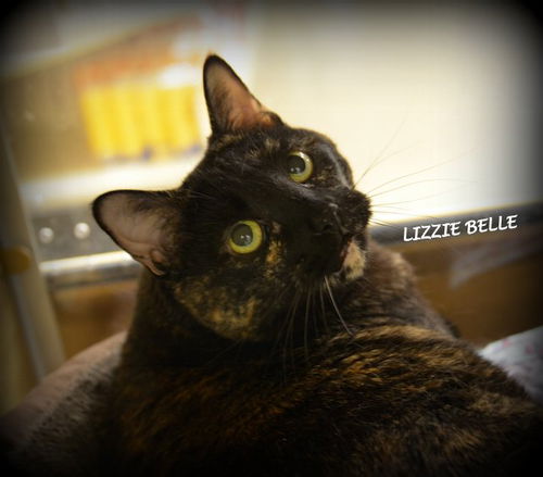 Lizzie Belle