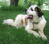 Barkley