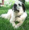 Barkley