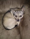 Lola *CL*
