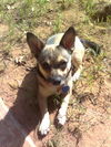 Lola *CL*