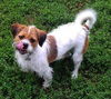 Barney