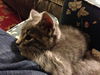 Elwood
