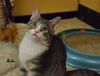 Berlioz