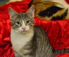 Berlioz