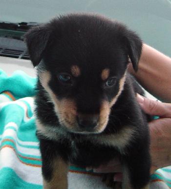 Bandit