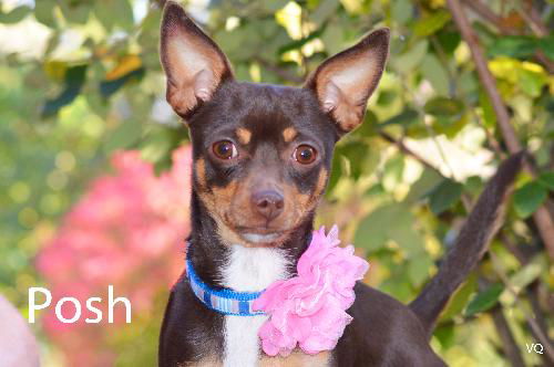 Posh