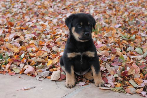 Diesel