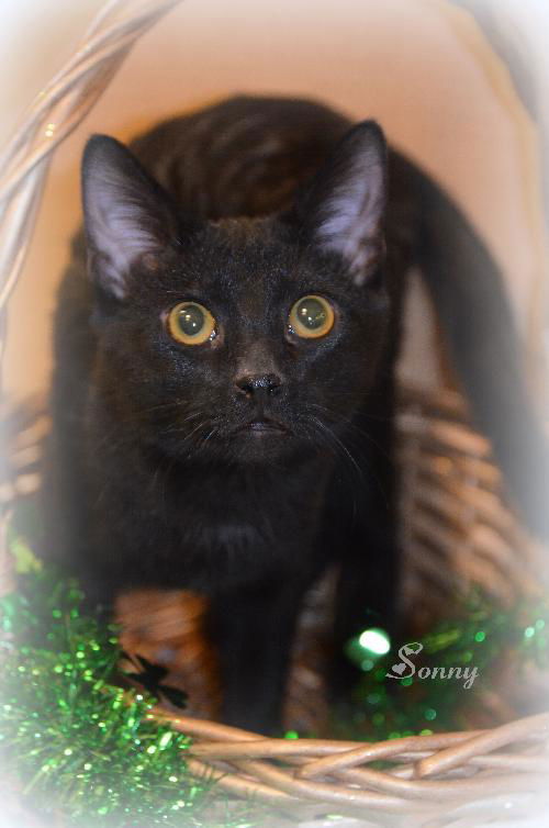 Sonny