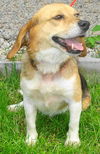 Heidi