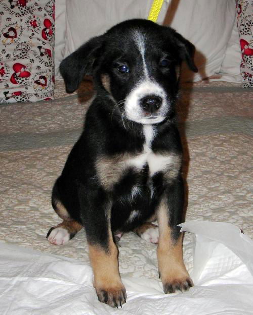 Riggs