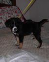 Riggs